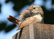 Amsel-junge-Amsel-B-1.jpg